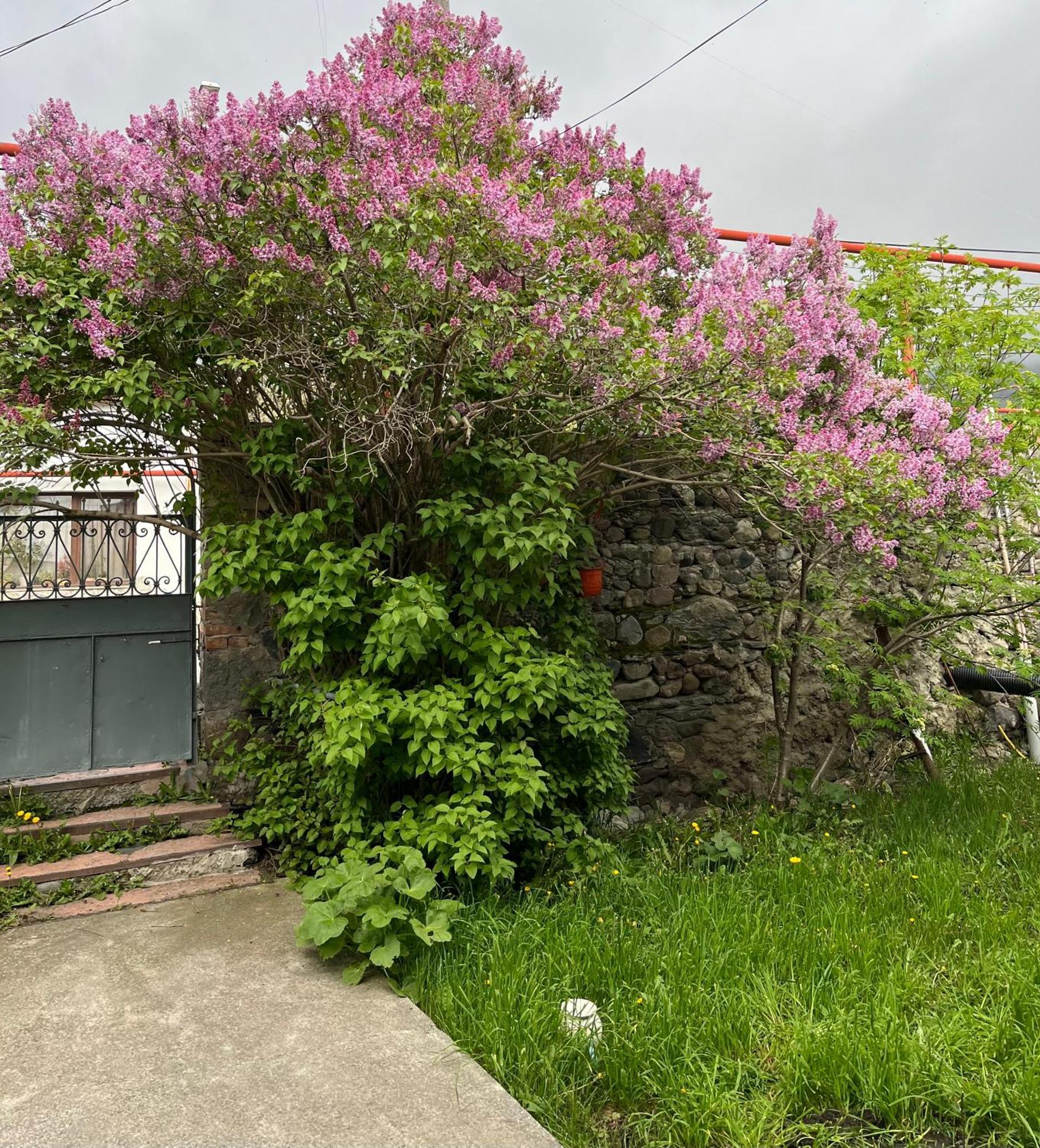 Soso Burduli'S Guesthouse Kazbegi Esterno foto